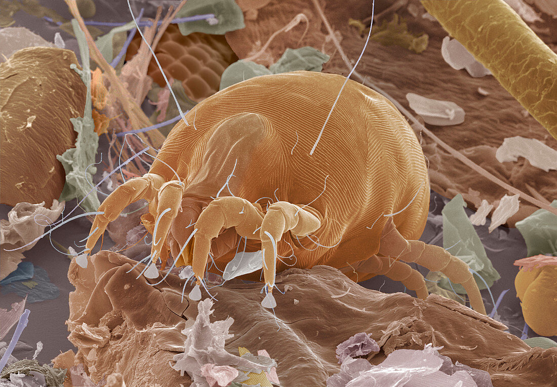 Dust mite