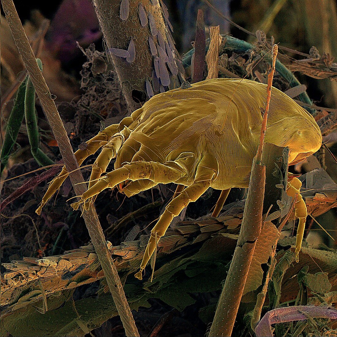 Dust mite,SEM