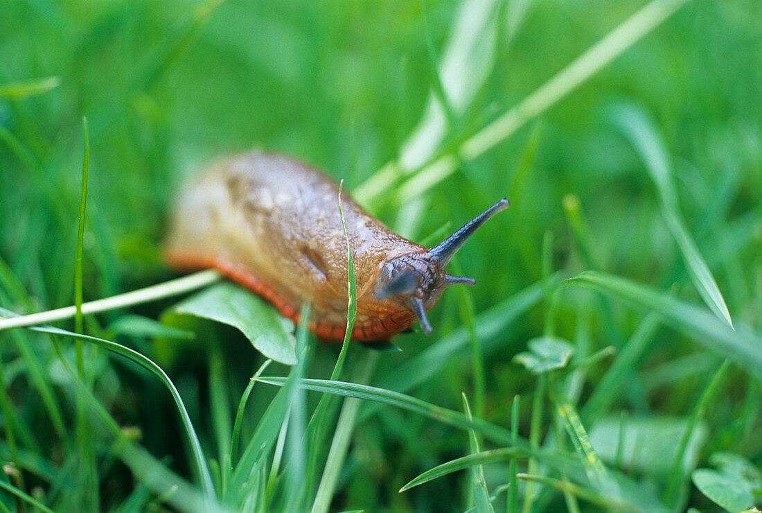 Slug eating grass