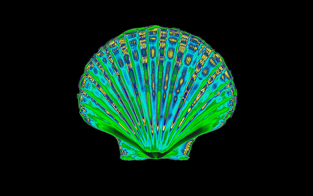 Coloured X-ray of a pecten scallop shell