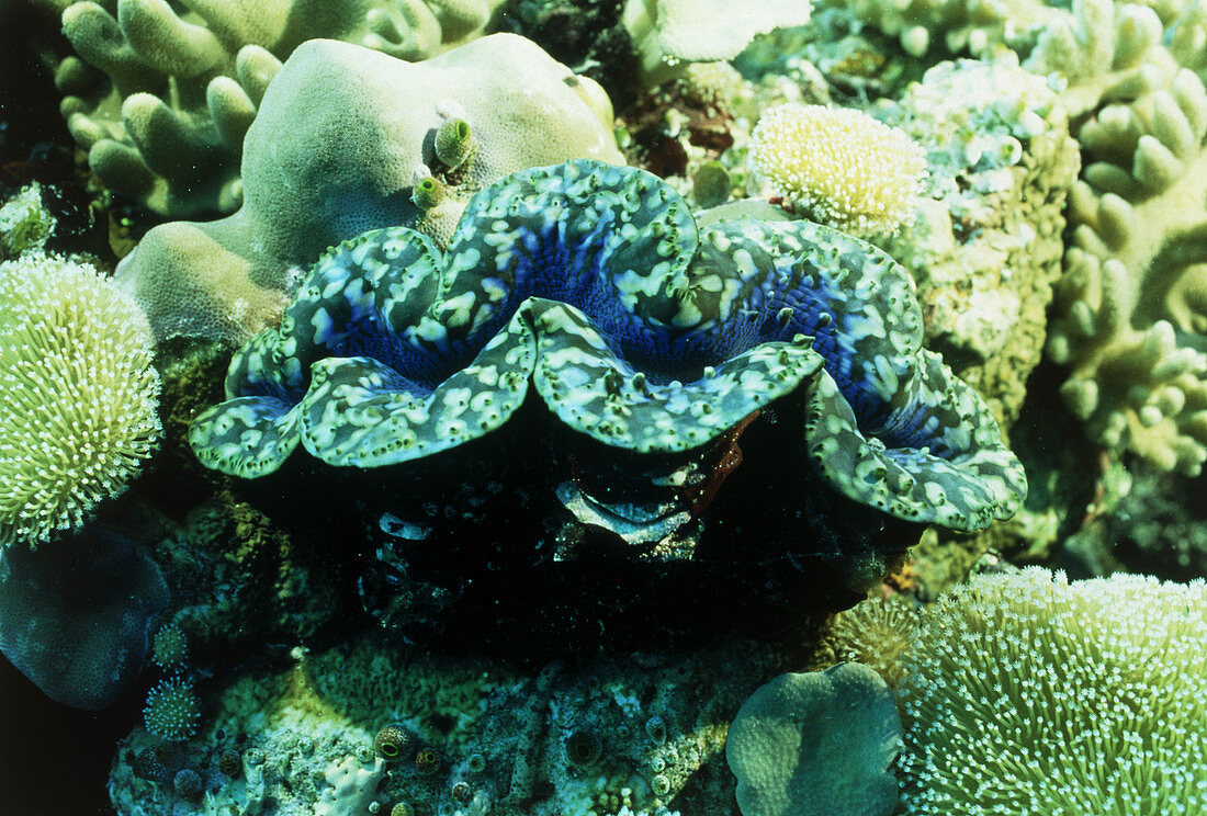 Giant clam (Tridacna sp.) amongst corals