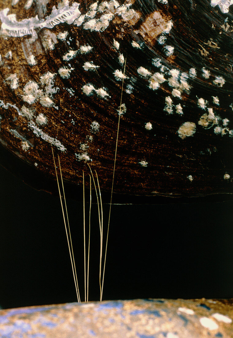 Mussel (Mytilus sp.) glue threads,or byssus