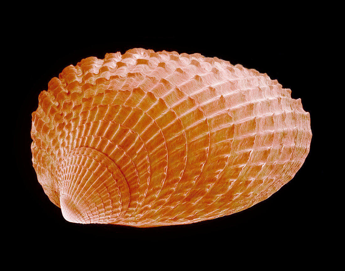 Cockle shell,SEM