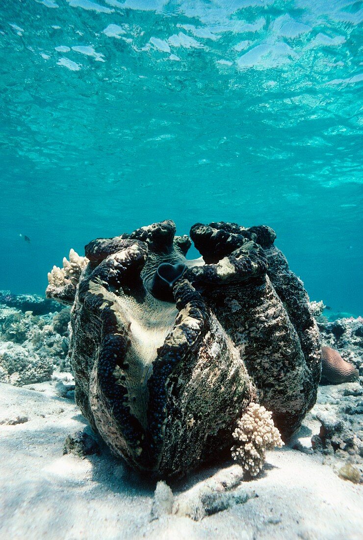 Giant giant clam
