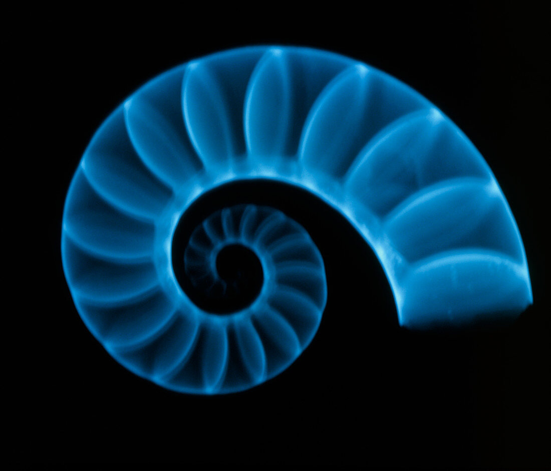 X-ray of ram's horn squid shell (Spirula spirula)