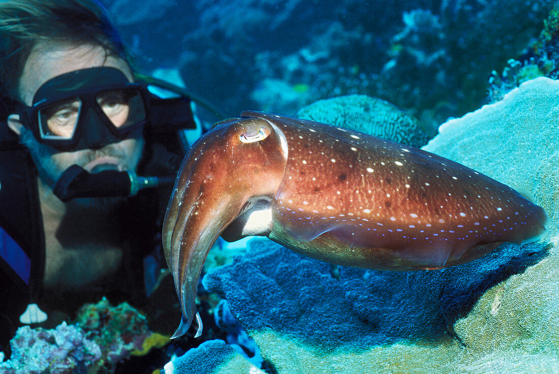 Broadclub cuttlefish and diver