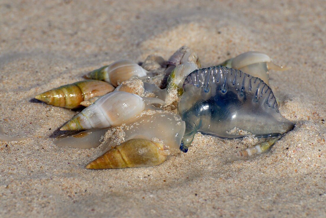 Sandy-beach whelks