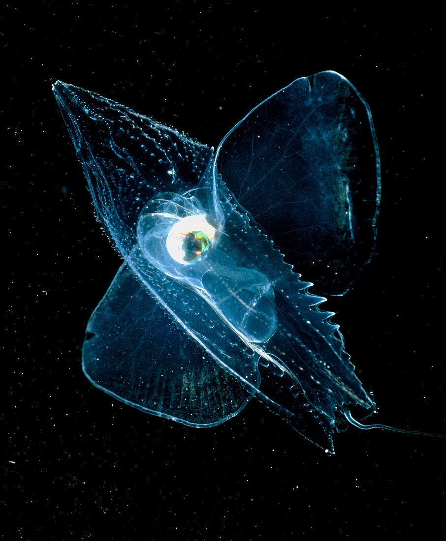 Venus Slipper,an unshelled pteropod mollusc