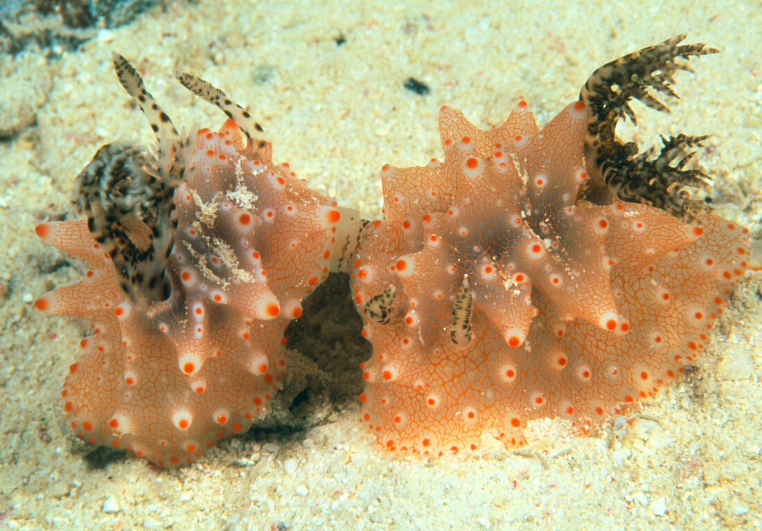 Sea slugs mating