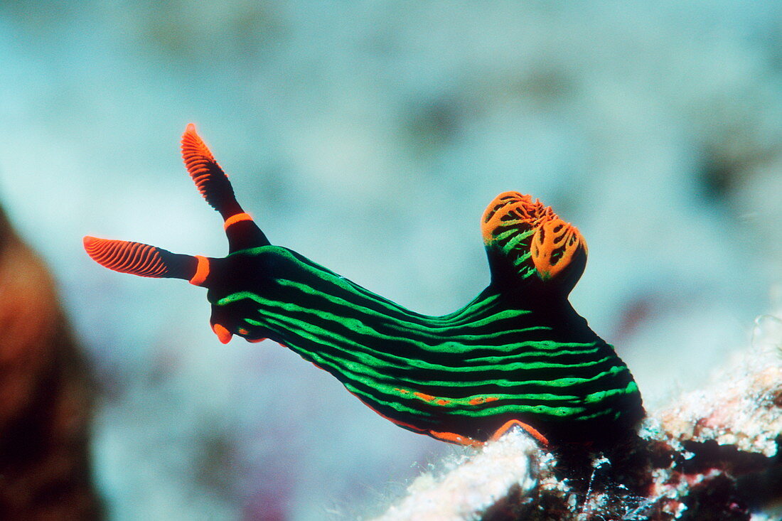 Nembrotha kubaryana sea slug