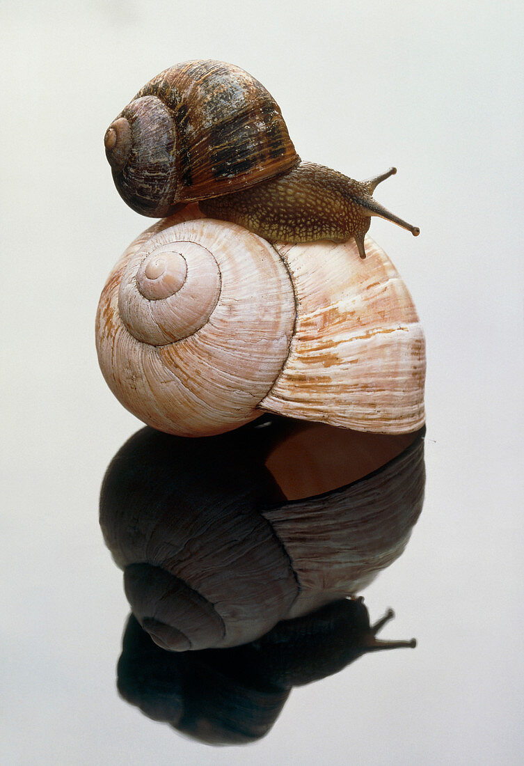 Garden snail (Helix sp.) on shell of larger snail