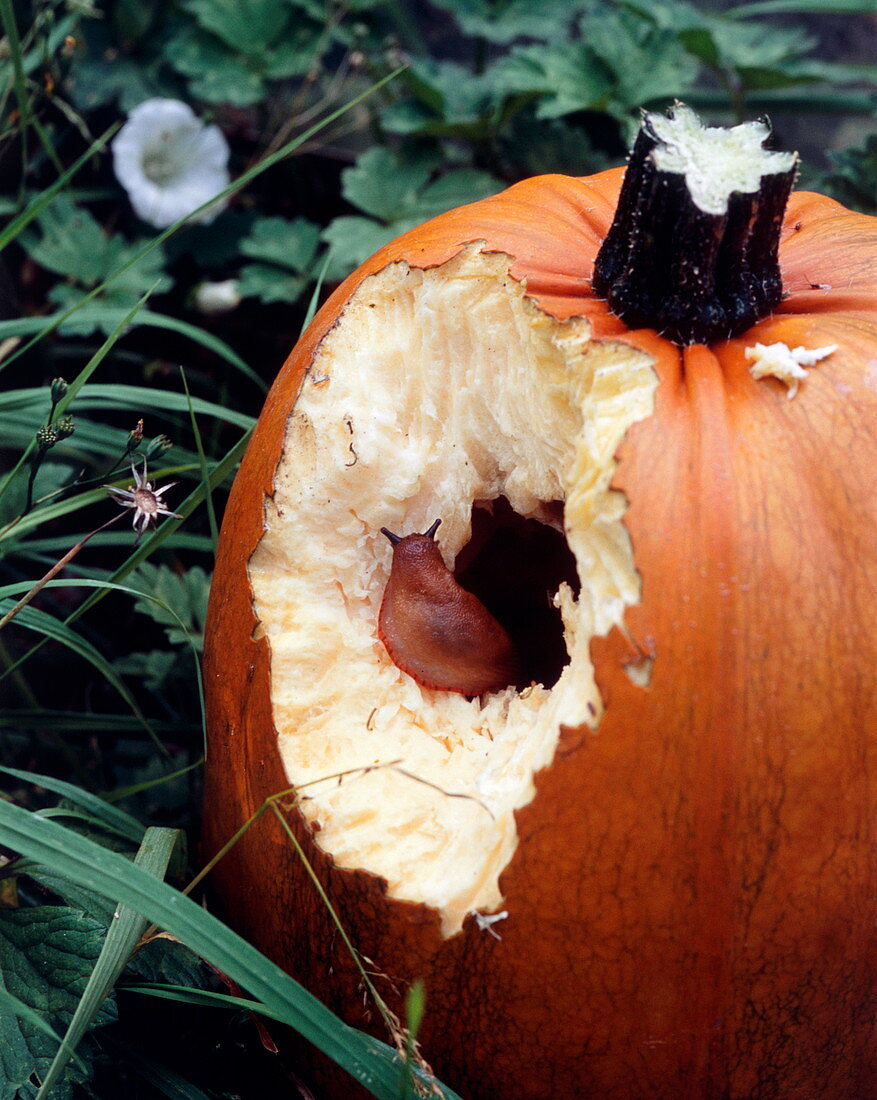 Slug eating a pumpkin