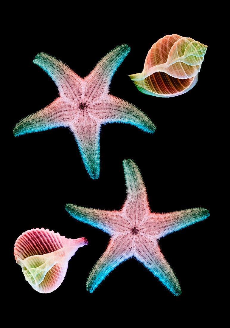 Starfish and marine molluscs