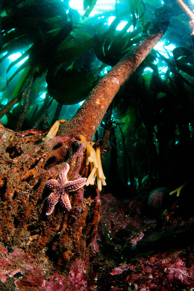 Common starfish on oarweed