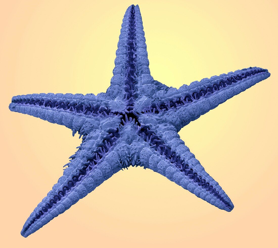 Starfish,SEM