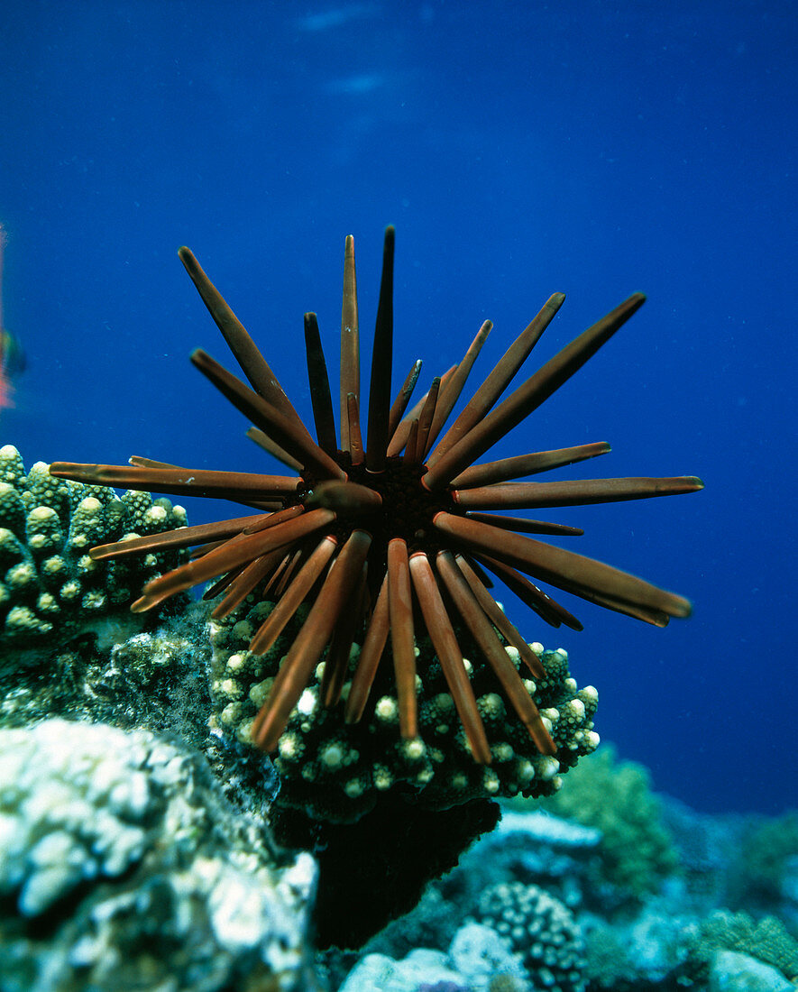 Slate pencil sea urchin