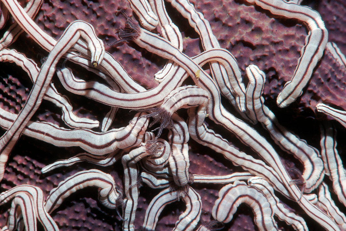 Medusa worm sea cucumbers on a sponge