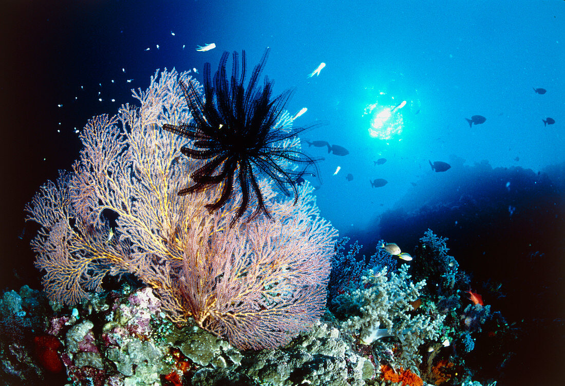 Sea lily on a coral