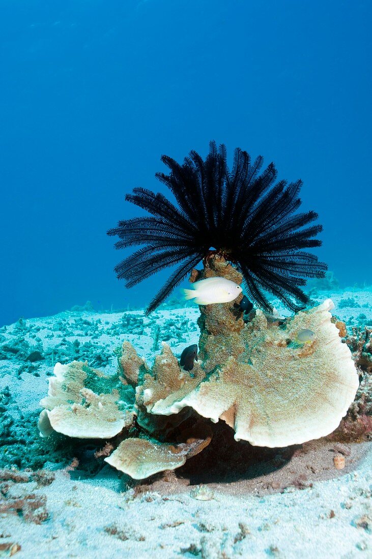 Crinoid on coral