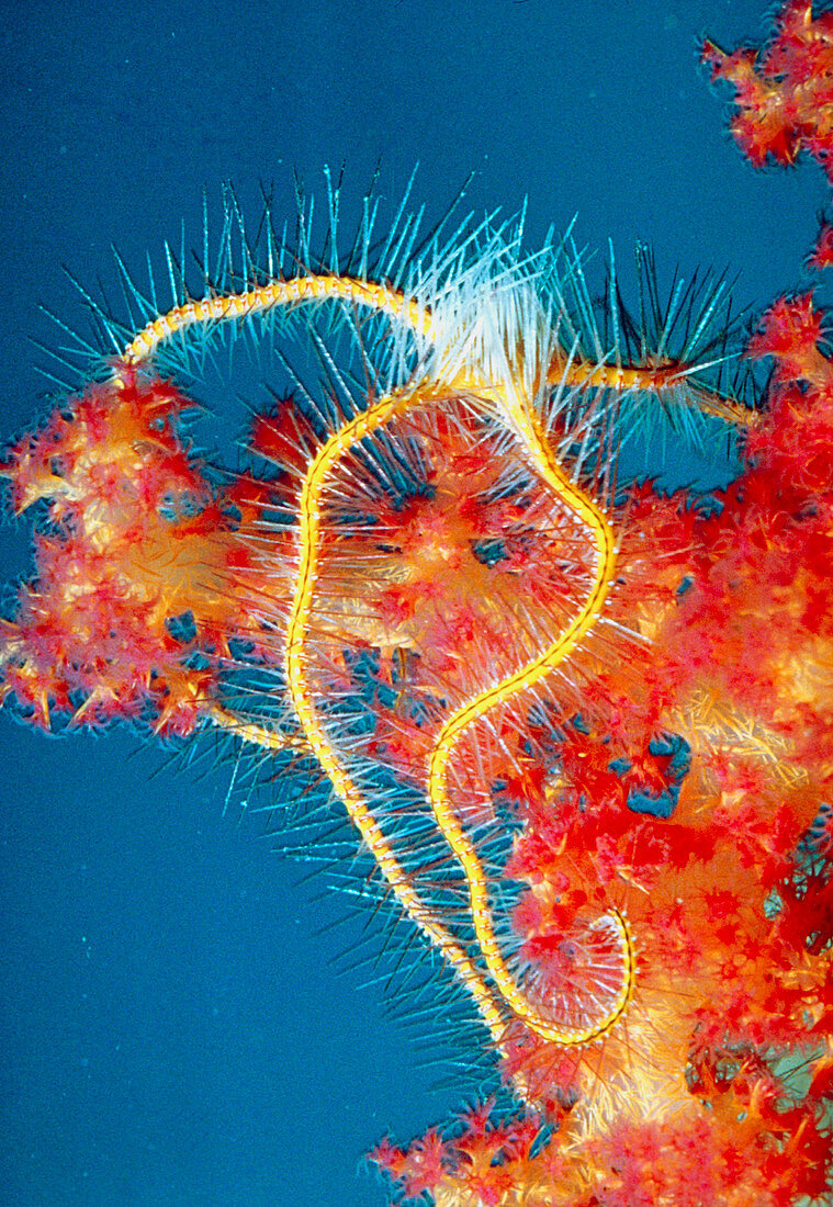 Brittle star on coral