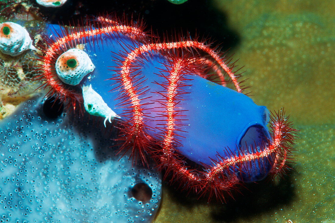 Brittle star wrapped round a sea squirt