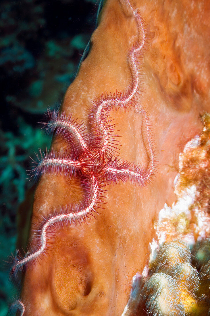 Brittle star