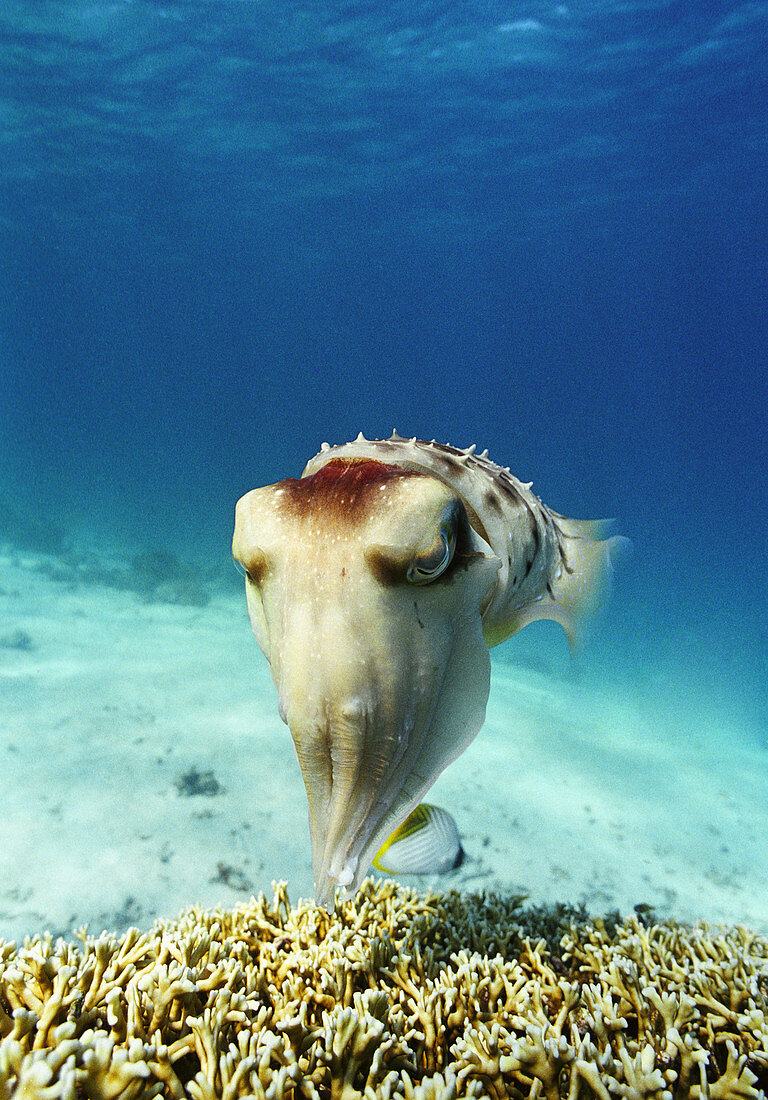 Broadclub cuttlefish laying eggs