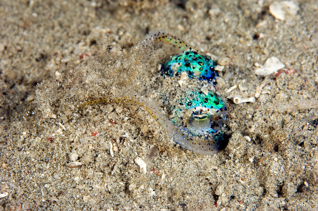 Berry's bobtail squid burying in sand