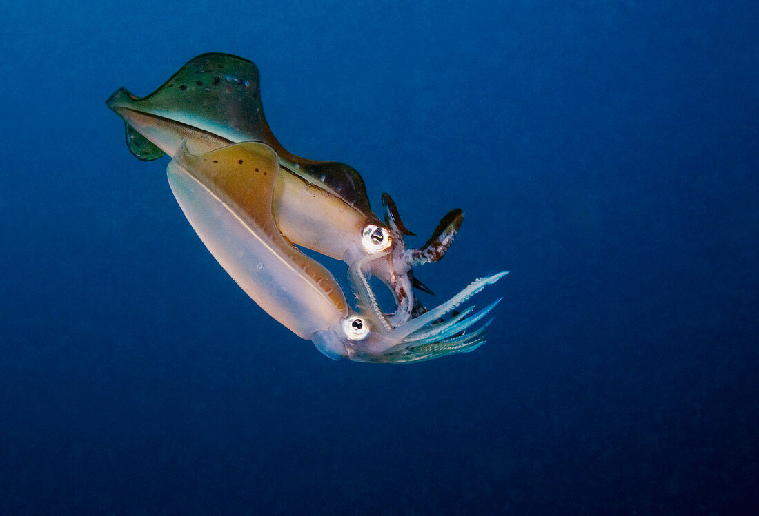 Bigfin reef squid