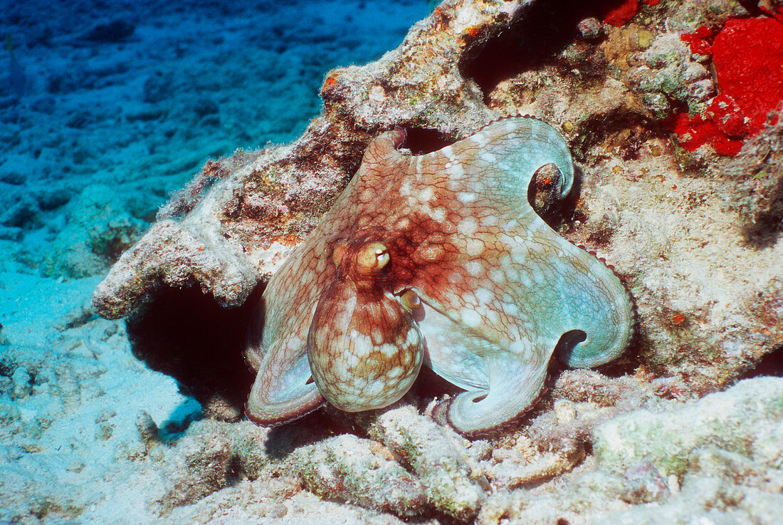 Common octopus
