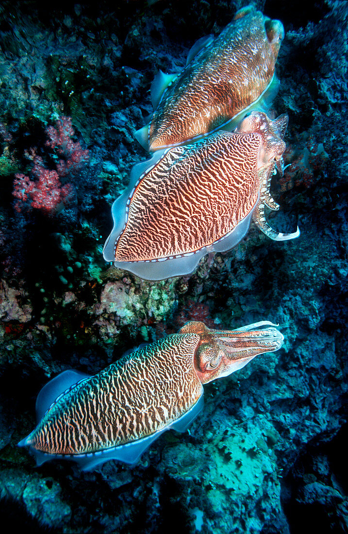 Pharaoh cuttlefish