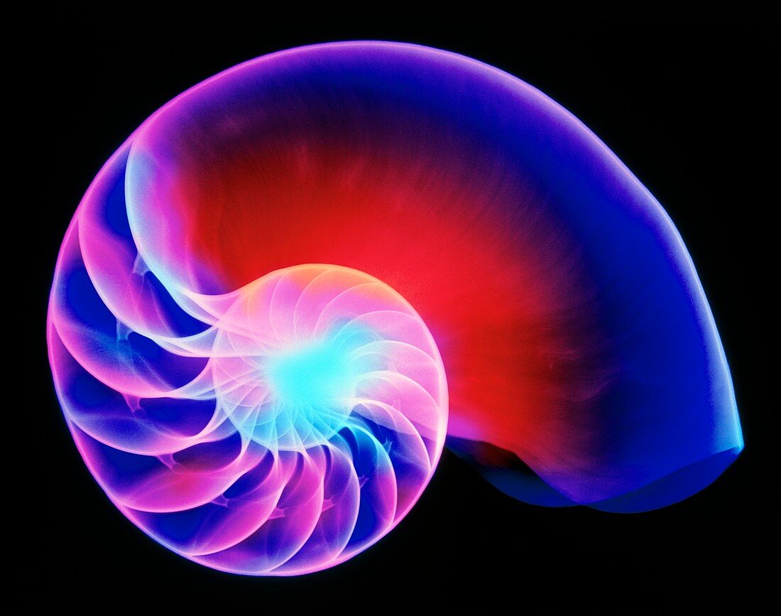 Coloured X-ray of the Nautilus shell
