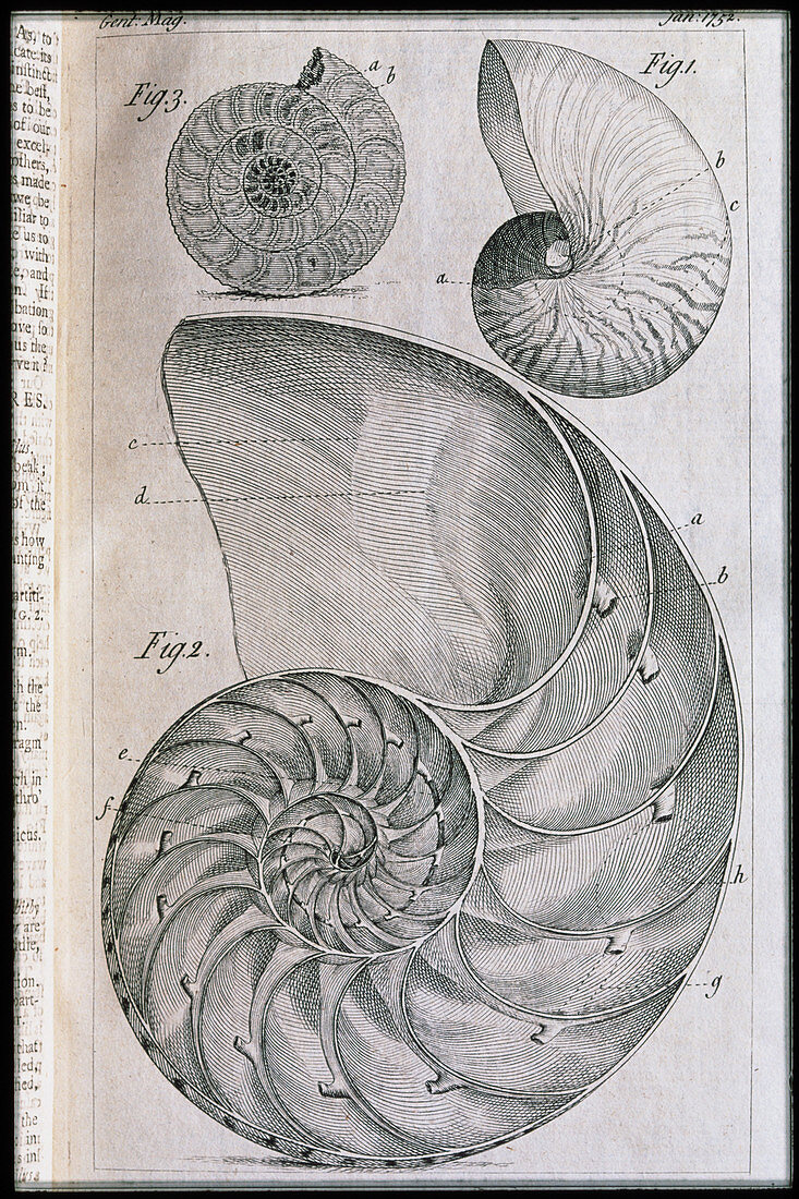 Nautilus shells and ammonite,engraving