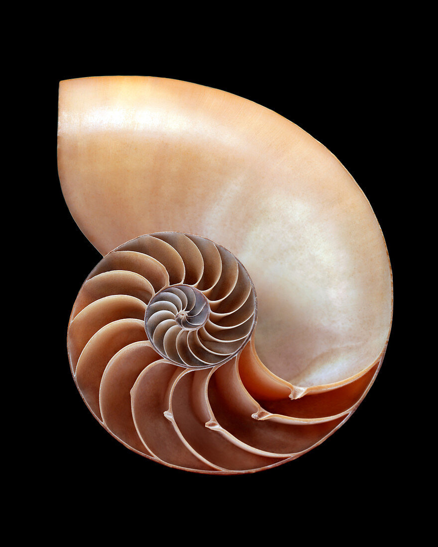 Nautilus shell