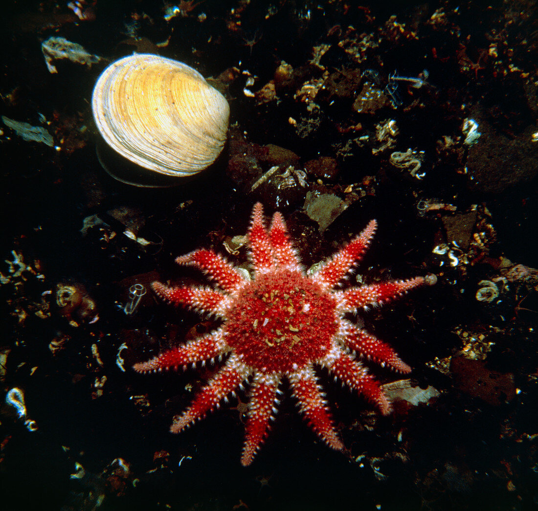 The common sunstar Solaster papposus