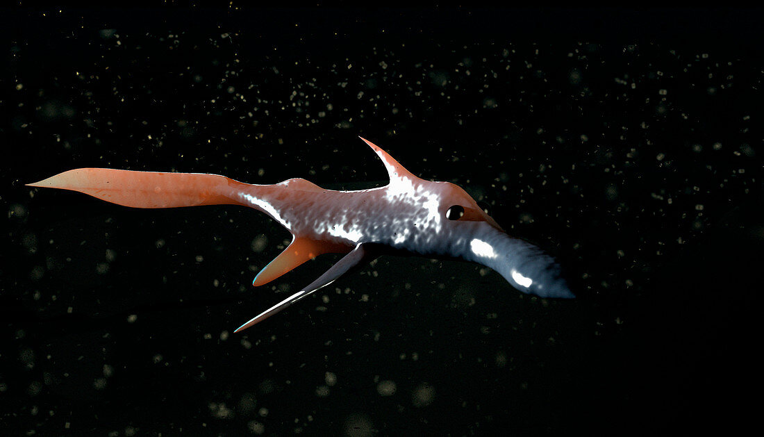 Pacific spookfish