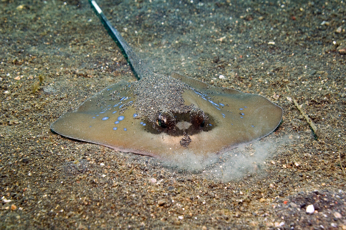 Blue-spotted mask-ray