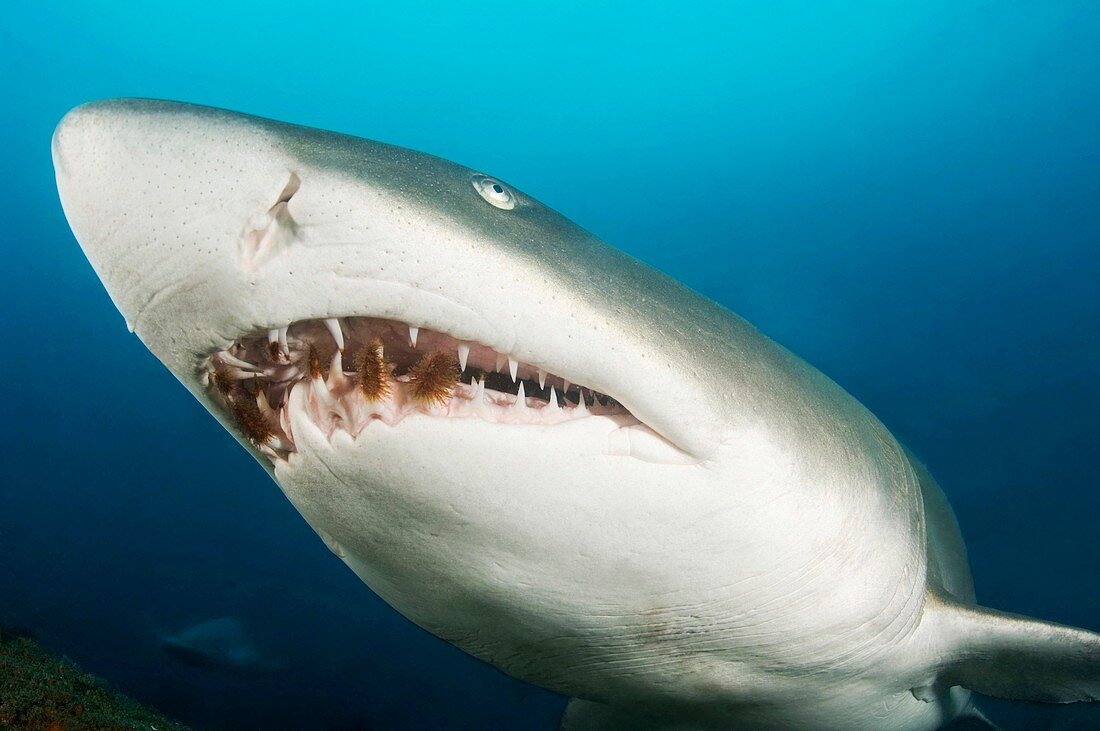 Snaggletooth shark