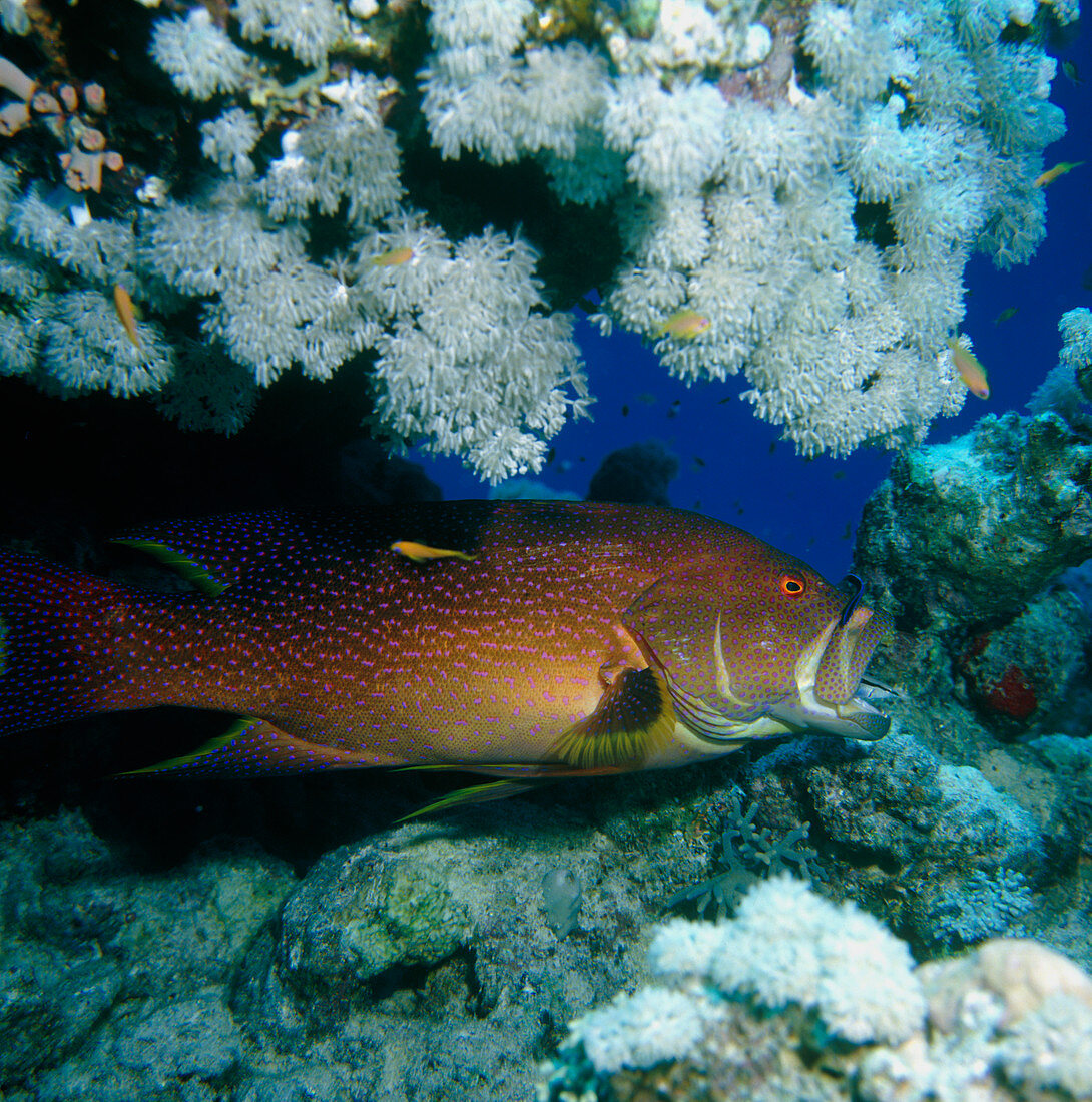 Painted coral trout in the Red Sea,Egypt