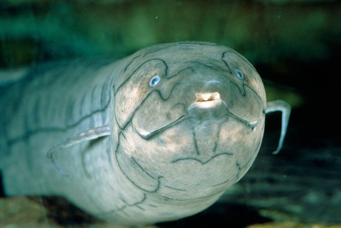 The south american lungfish