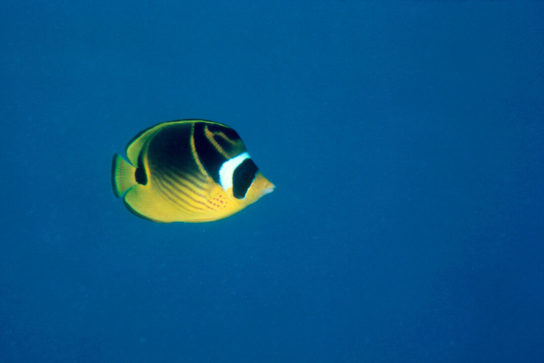 A butterfly fish,Chaetodon lunula