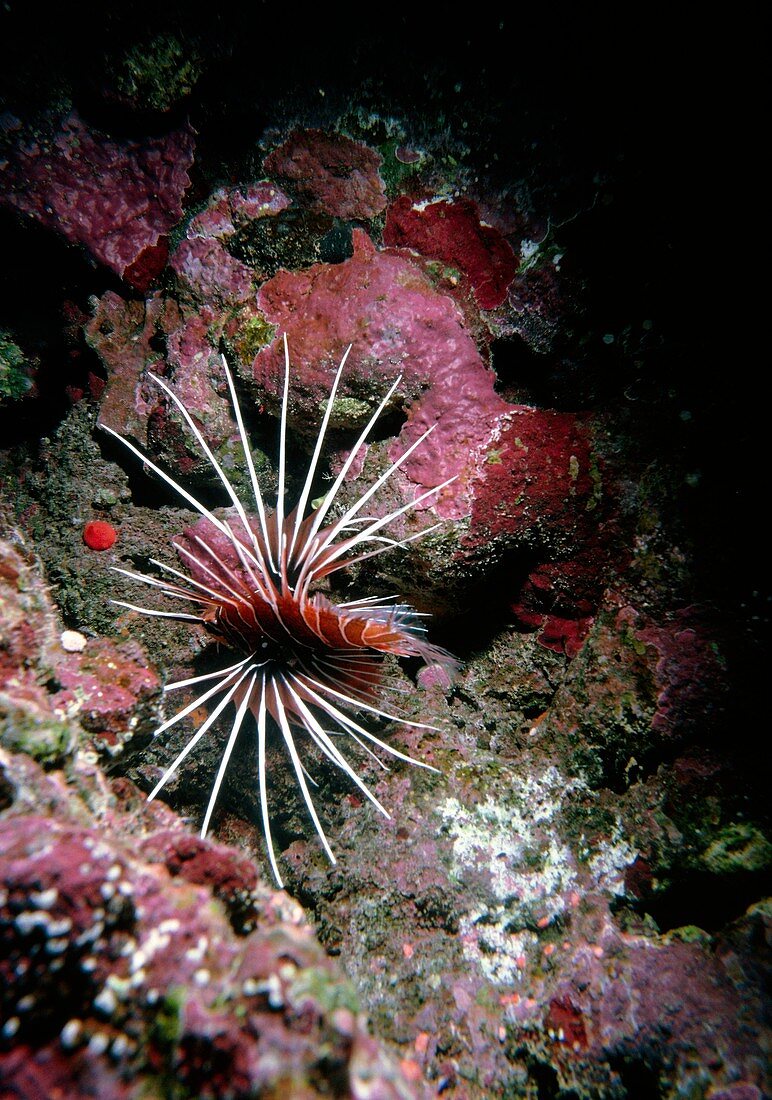 Lion fish,Pteropterus radiatus,in the Red Sea