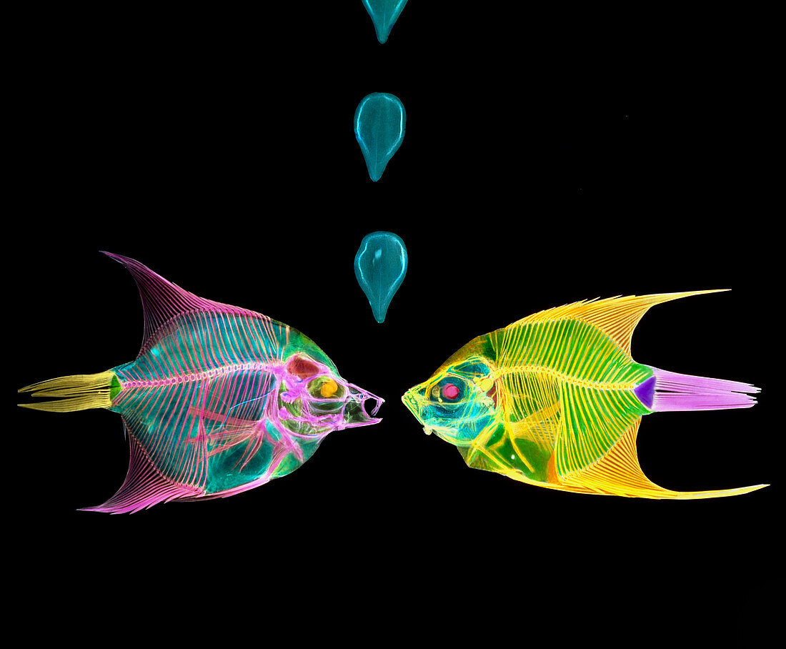 Col X-ray of two Angel fish,Pterophyllum sp