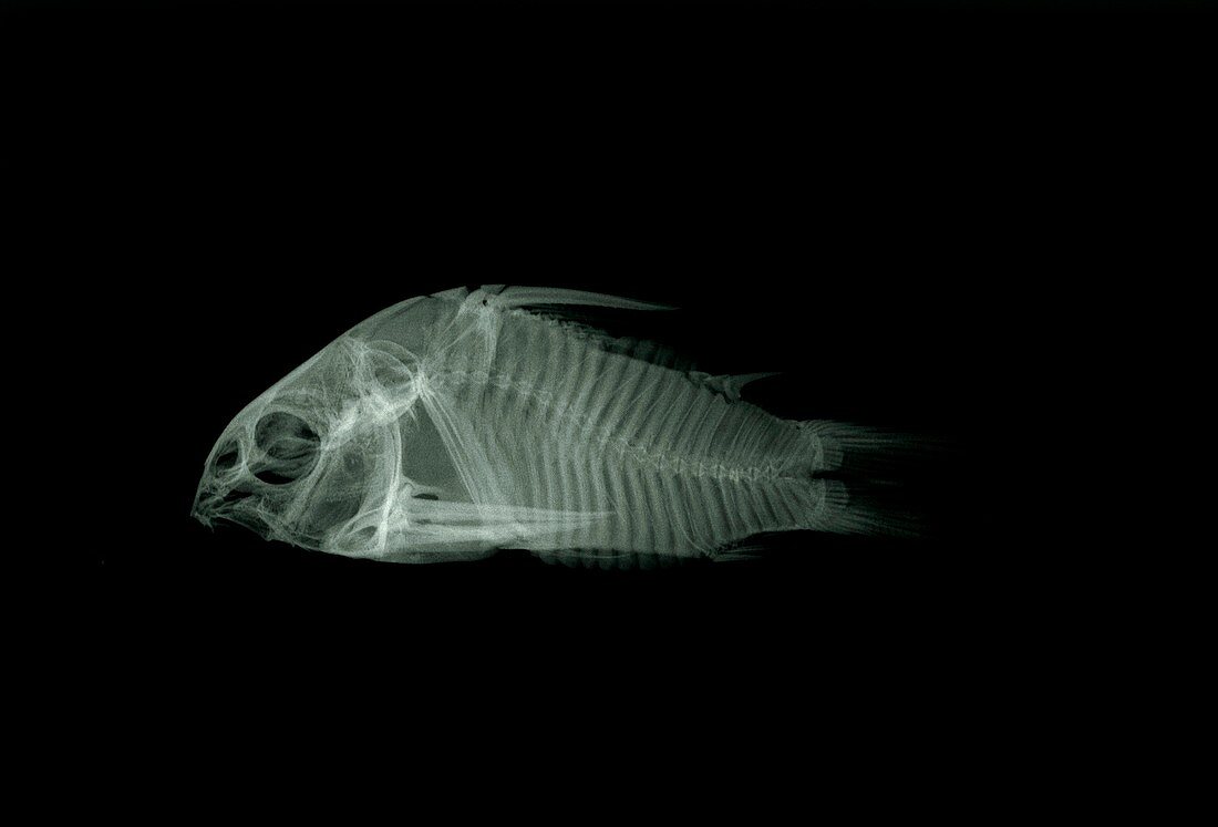 X-ray of the skeleton of a catfish