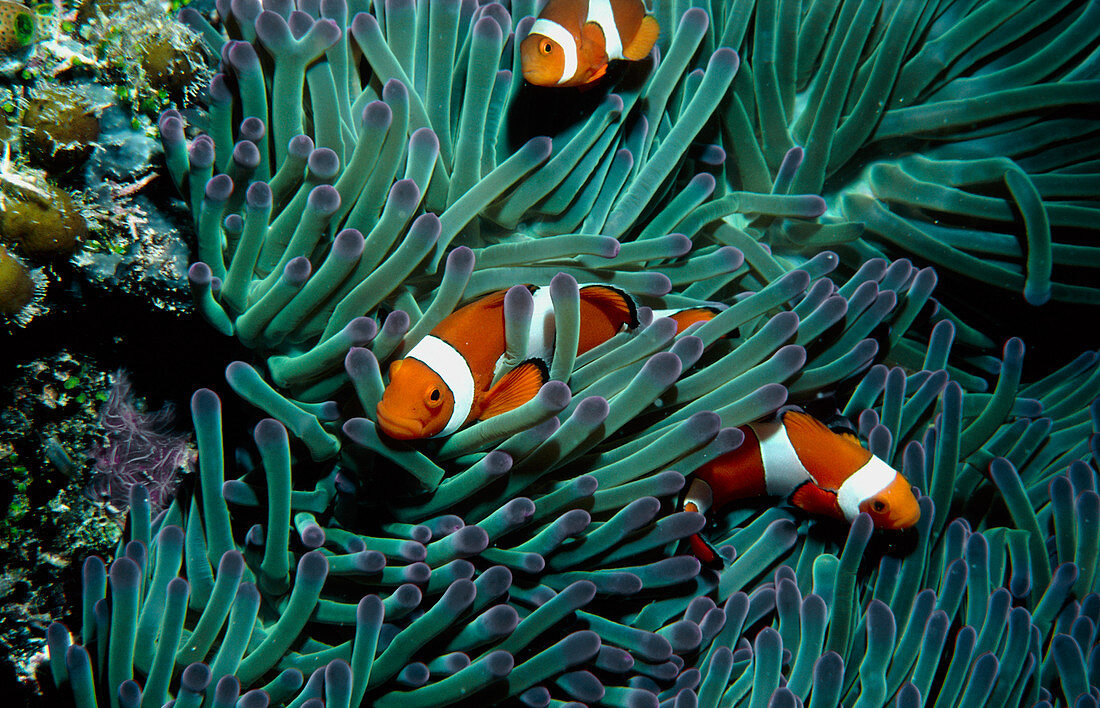 Clown fish,Amphiprion,among anemone tentacles