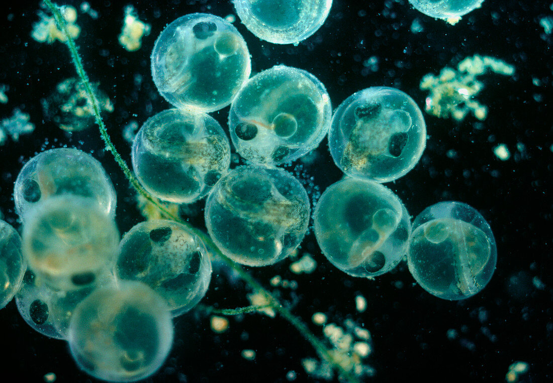 Collection of trout eggs