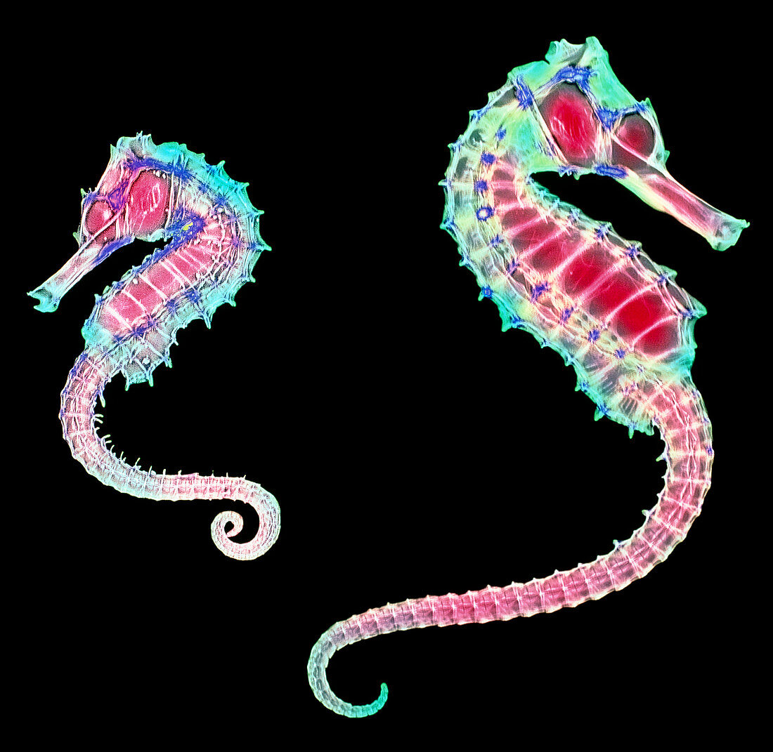 Coloured X-ray of two seahorses,Hippocampus sp