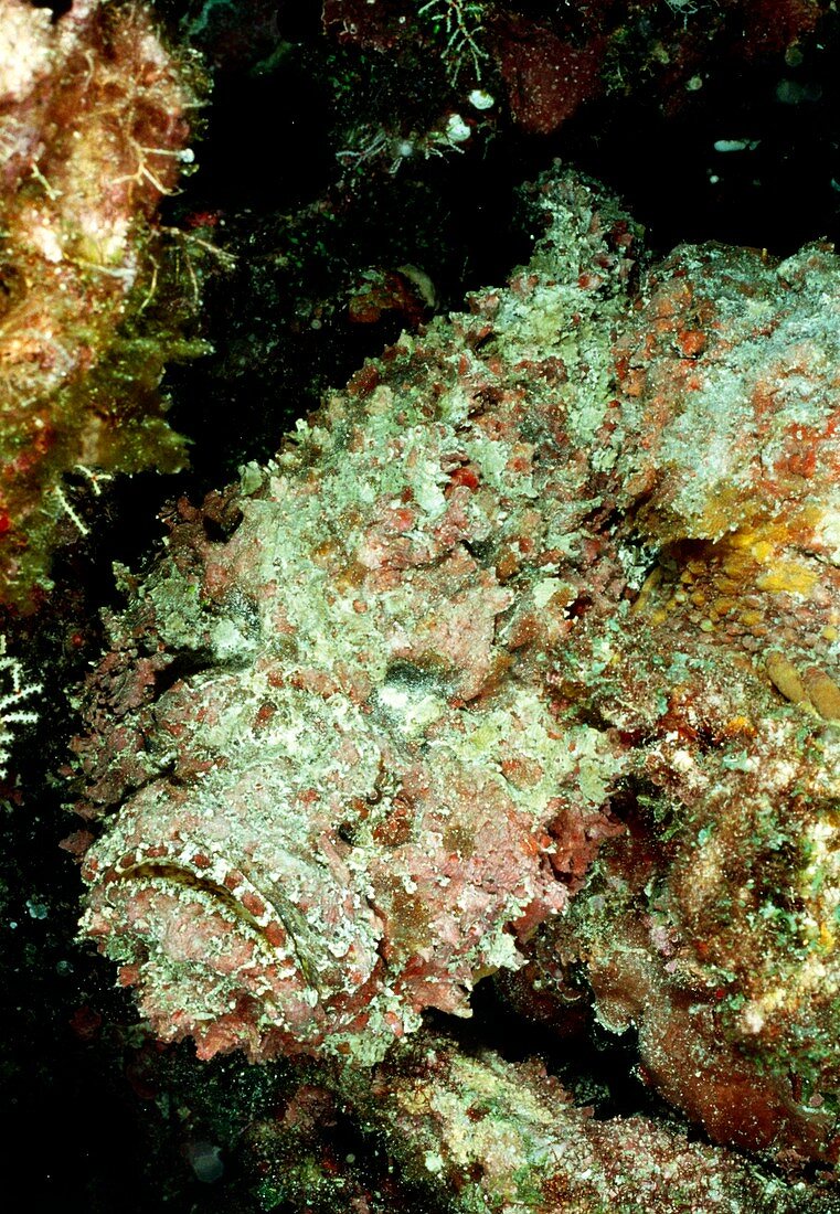 Reef stonefish (Synanceia verrucosa) amongst rocks