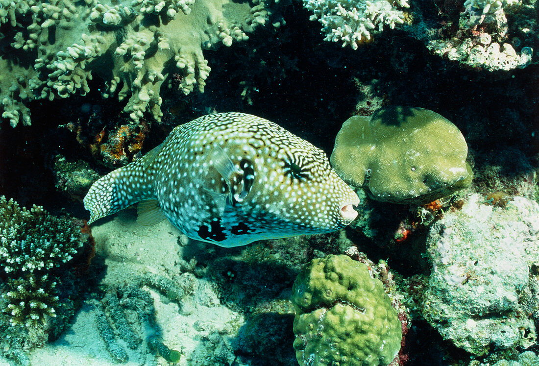 Map pufferfish (Arothron mappa) amongst coral