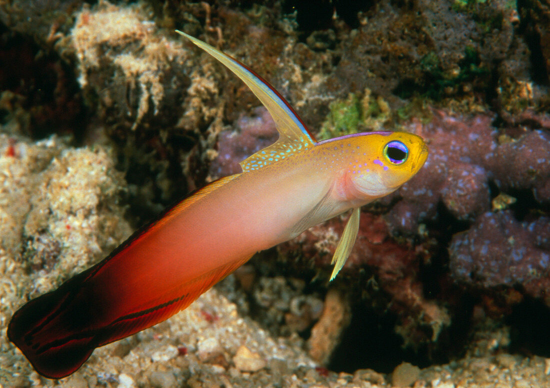 Red fire goby